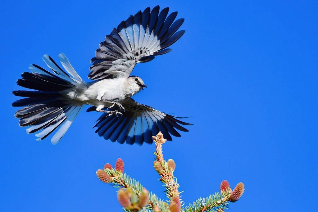 Northern Mockingbird by Larry Lamsa is licensed under CC BY 2.0.